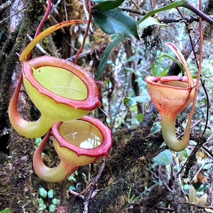 12.23直播二周二食虫草拖拖店捕蝇草猪笼草茅膏菜瓶子草食虫植物