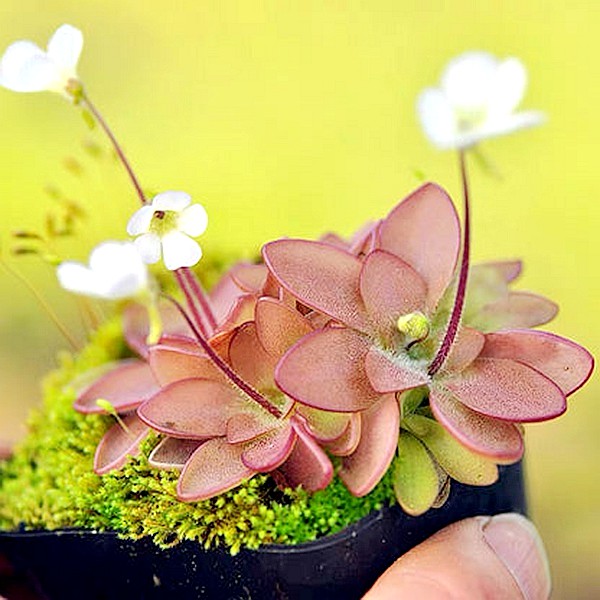 捕虫堇多肉植物卧室花卉盆栽