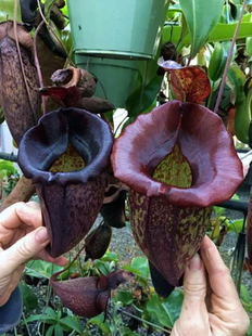 暗黑大猪交贾桂林猪笼草食虫植物低地高地品种非常漂亮 笼子稀有