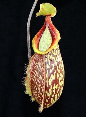 宝琳x钩唇猪笼草食虫植物漂亮稀(maxima x talangensis) x hamata