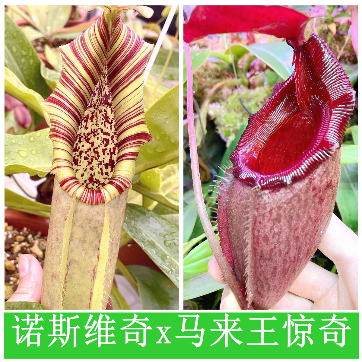 诺斯维奇x马来王惊奇猪笼草种子苗NV x(Rajah x Mira)TP9226