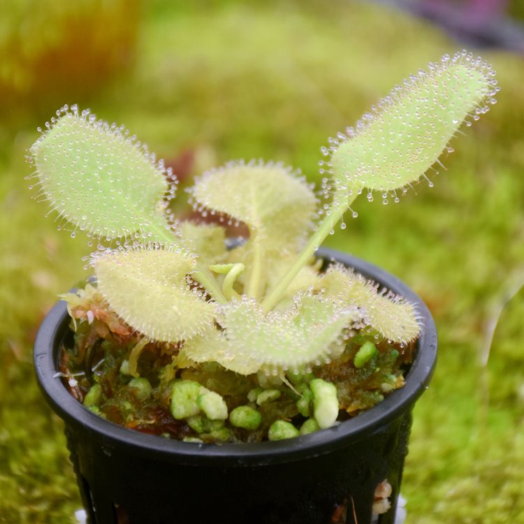 仙女座食虫植物捕蚊草稀有微景观