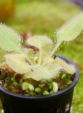 仙女座茅膏菜Drosera  Andromeda食虫植物捕蚊草捕虫草稀有微景观