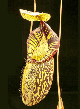 显目交惊奇猪笼草食虫植物漂亮可爱笼交种花唇spectabilis x mira