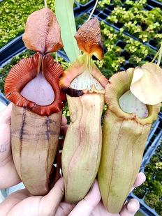 匙叶交辛布亚交TM特鲁斯马迪猪笼草食虫植物纯色系交种母花稀有EP