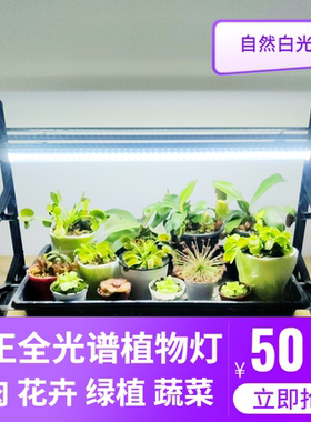 多肉补光灯植物灯上色全光谱LED生长灯家用室内花卉保温室花暖房