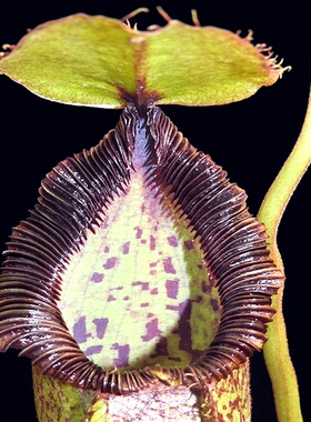 钩唇x黑宝特猪笼草食虫植物暗黑利齿的笼子hamata x robcantleyi