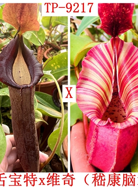 小舌宝特维奇脑袋猪笼草lingulata x Truncata x veitchii TP9217