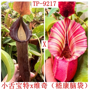 小舌宝特维奇脑袋猪笼草lingulata x Truncata x veitchii TP9217