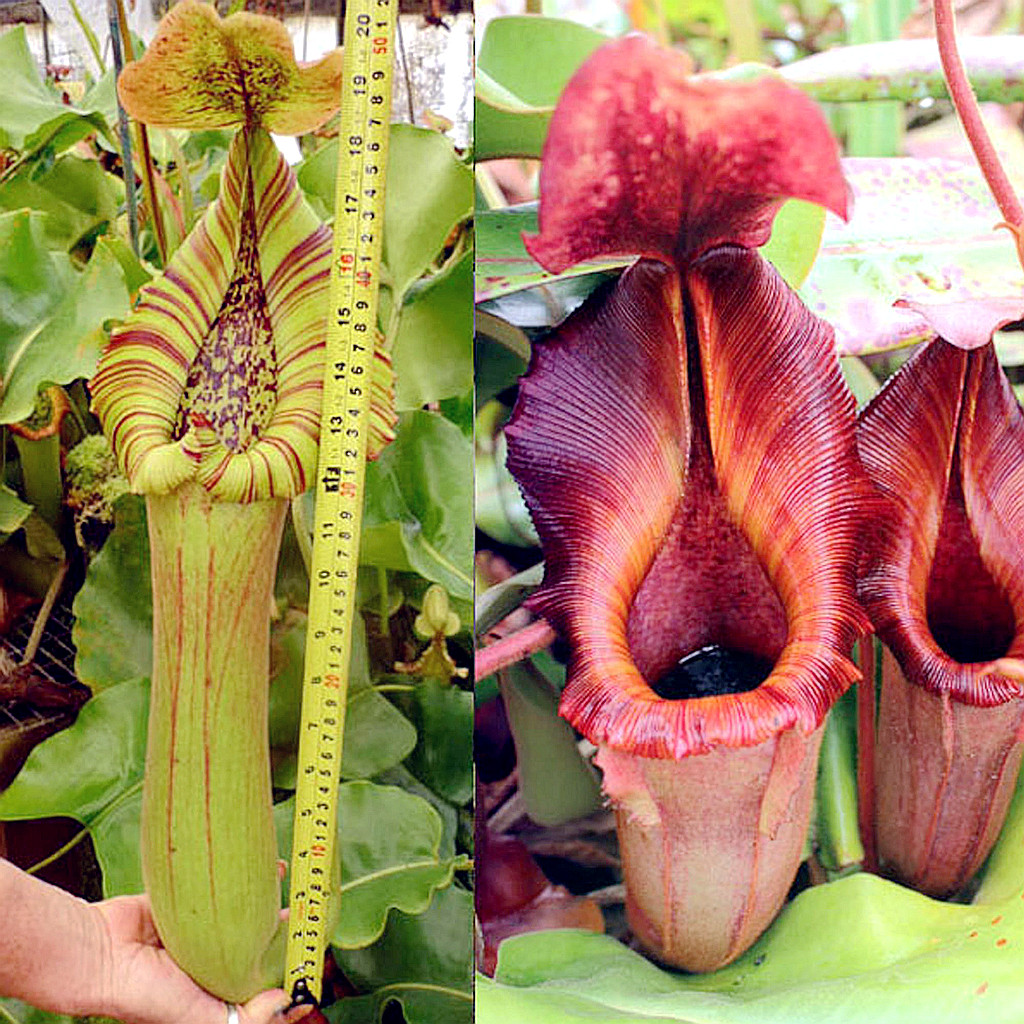 宝特x劳氏维奇维奇truncata x [(lowii x veitchii) x veitchii]