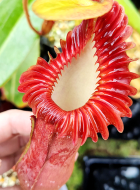 爱德华猪笼草食虫植物低地高地品种非常漂亮笼子稀有edwardsiana