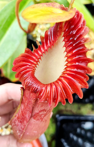 爱德华低地高地漂亮风笼子植物