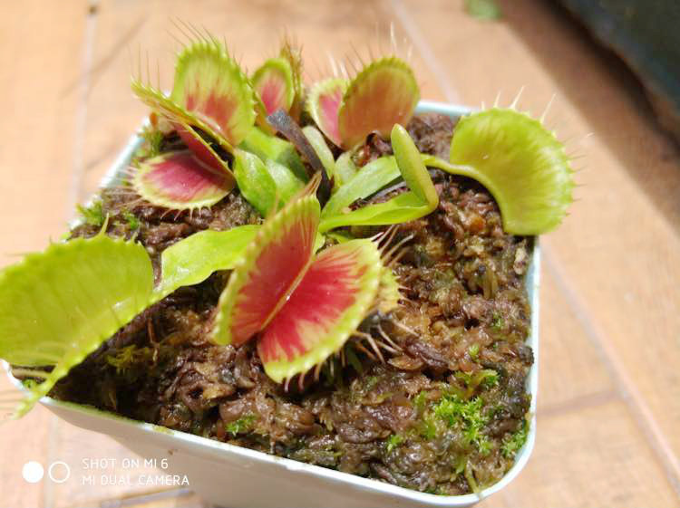 三文鱼捕蝇草食虫植物特色高端捕蝇草食人花捕虫草捕虫花食蝇草