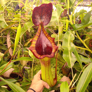 大花唇 猪笼草梦幻交种lowii truncata giant 劳氏x宝特