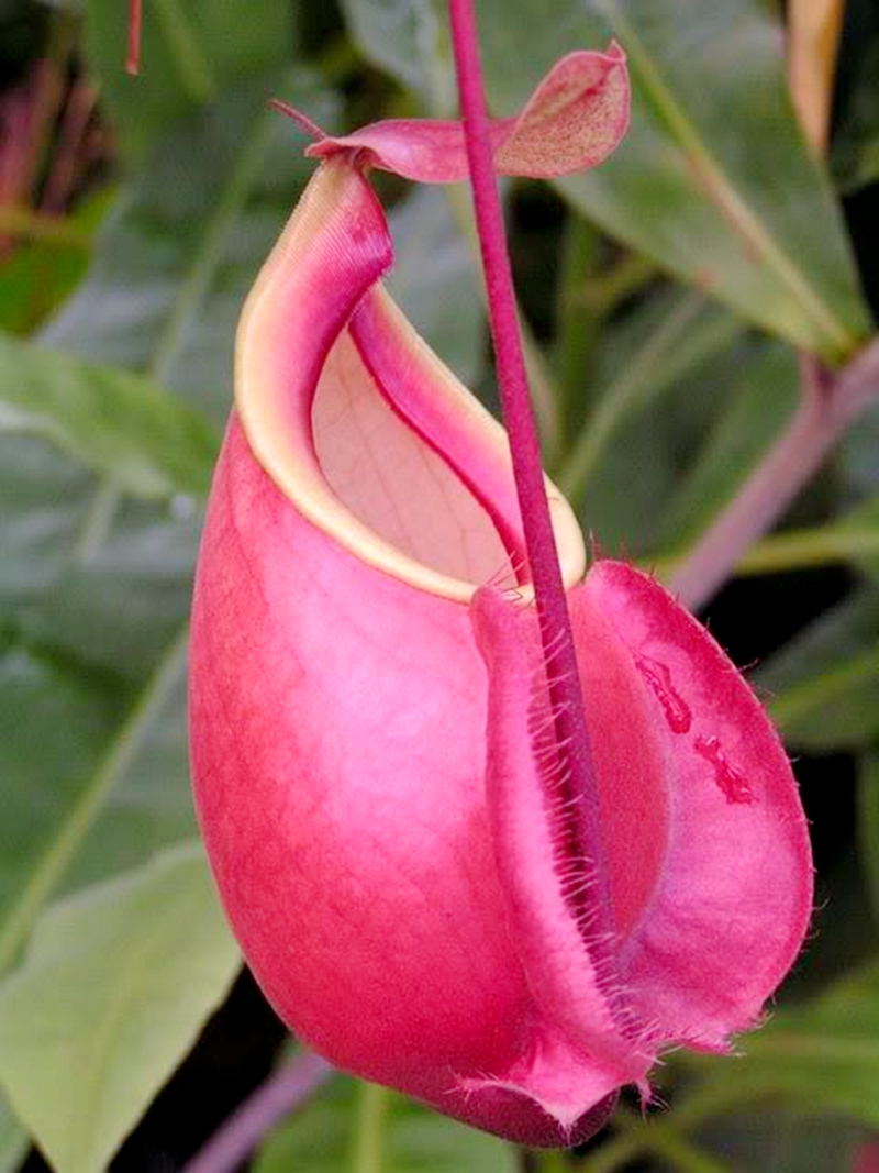 维京海盗猪笼草食虫植物低地高地品种非常可爱漂亮的笼子globosa