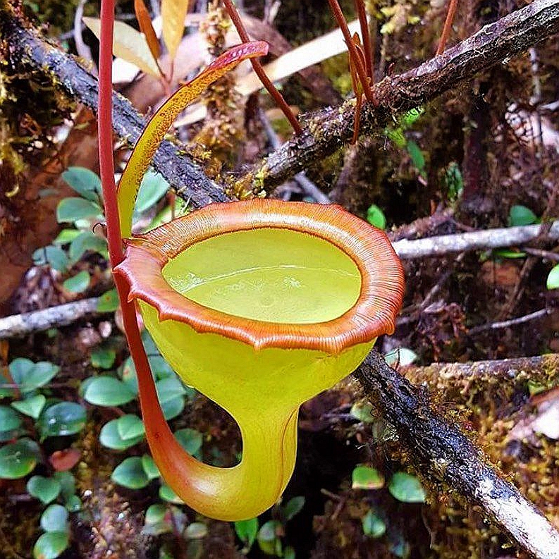 马桶猪笼草食虫植物漂亮可爱的笼子稀有小型原种jamban