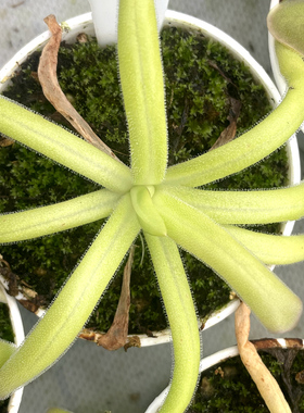 墨克提马x马里奥 捕虫堇多肉食人花捕蝇草驱蚊草卧室花卉盆栽