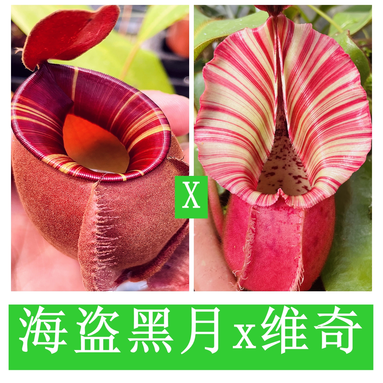 海盗黑月x脑袋维奇猪笼草(viking x ampBM)x veitchii   TP9214