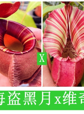 海盗黑月x脑袋维奇猪笼草（viking x ampBM）x veitchii   TP9214