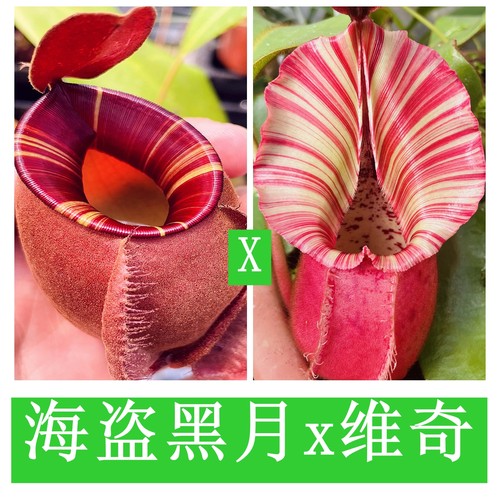 海盗黑月x脑袋维奇猪笼草（viking x ampBM）x veitchii   TP9214