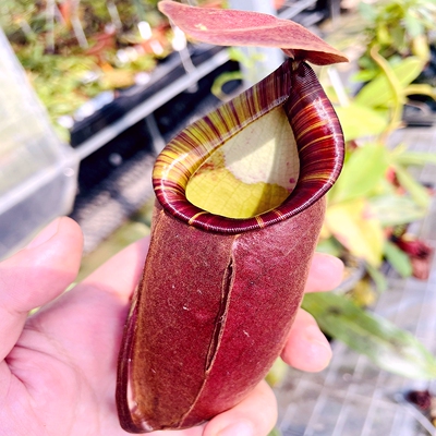 2.10直播十一周二拖拖店捕蝇草猪笼草茅膏菜瓶子草土瓶狸藻食虫