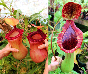 葫芦辛布亚巨大交宝特劳氏巨大猪笼草食虫植物非常大 笼子稀有EP