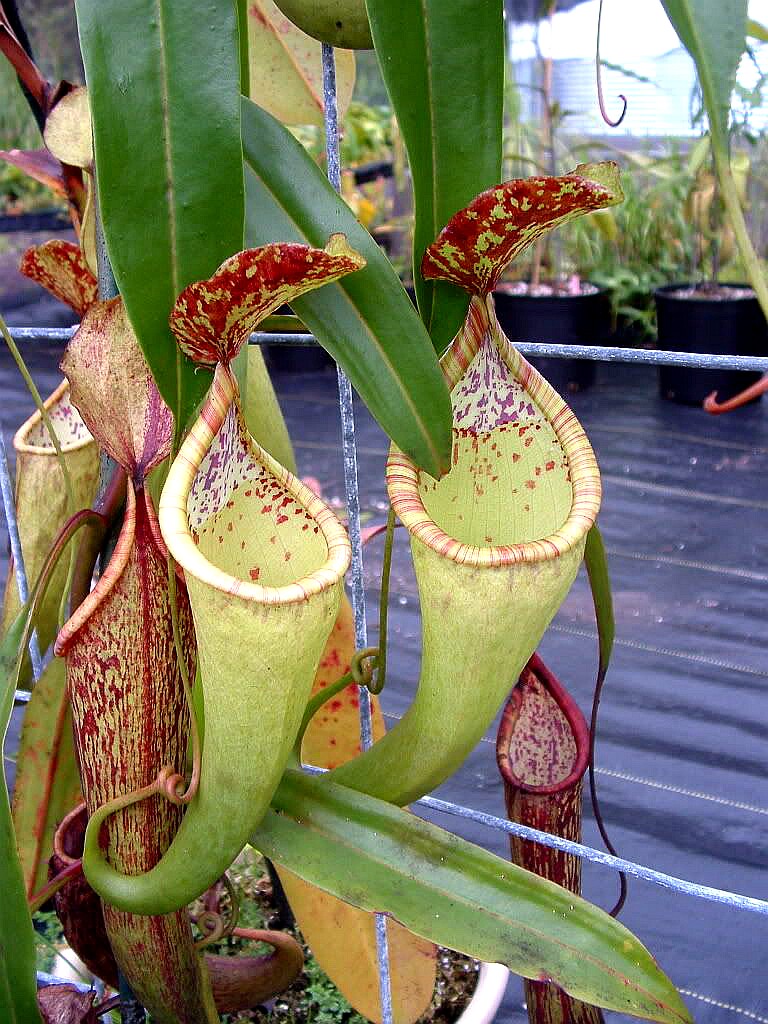 科普兰猪笼草食虫植物漂亮可爱的笼子稀有原种copelandii