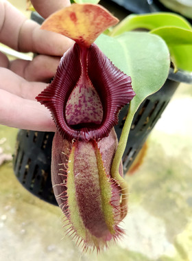 黑宝猪笼草食虫植物漂亮可爱稀有