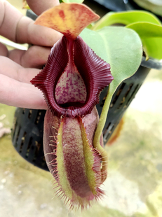 黑宝特x卵型猪笼草食虫植物漂亮可爱笼子稀有robcantleyi x ovata