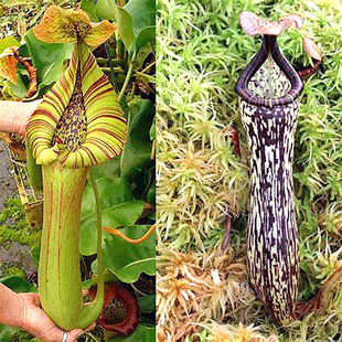 宝特交佛氏猪笼草食虫植物低地高地品种非常可爱漂亮 笼子稀有EP