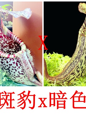 斑豹x暗色猪笼草食虫植物漂亮可爱的笼子burbidgeae x fusca