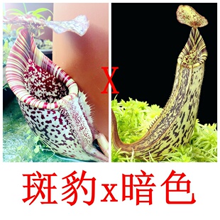 fusca 笼子burbidgeae 斑豹x暗色猪笼草食虫植物漂亮可爱