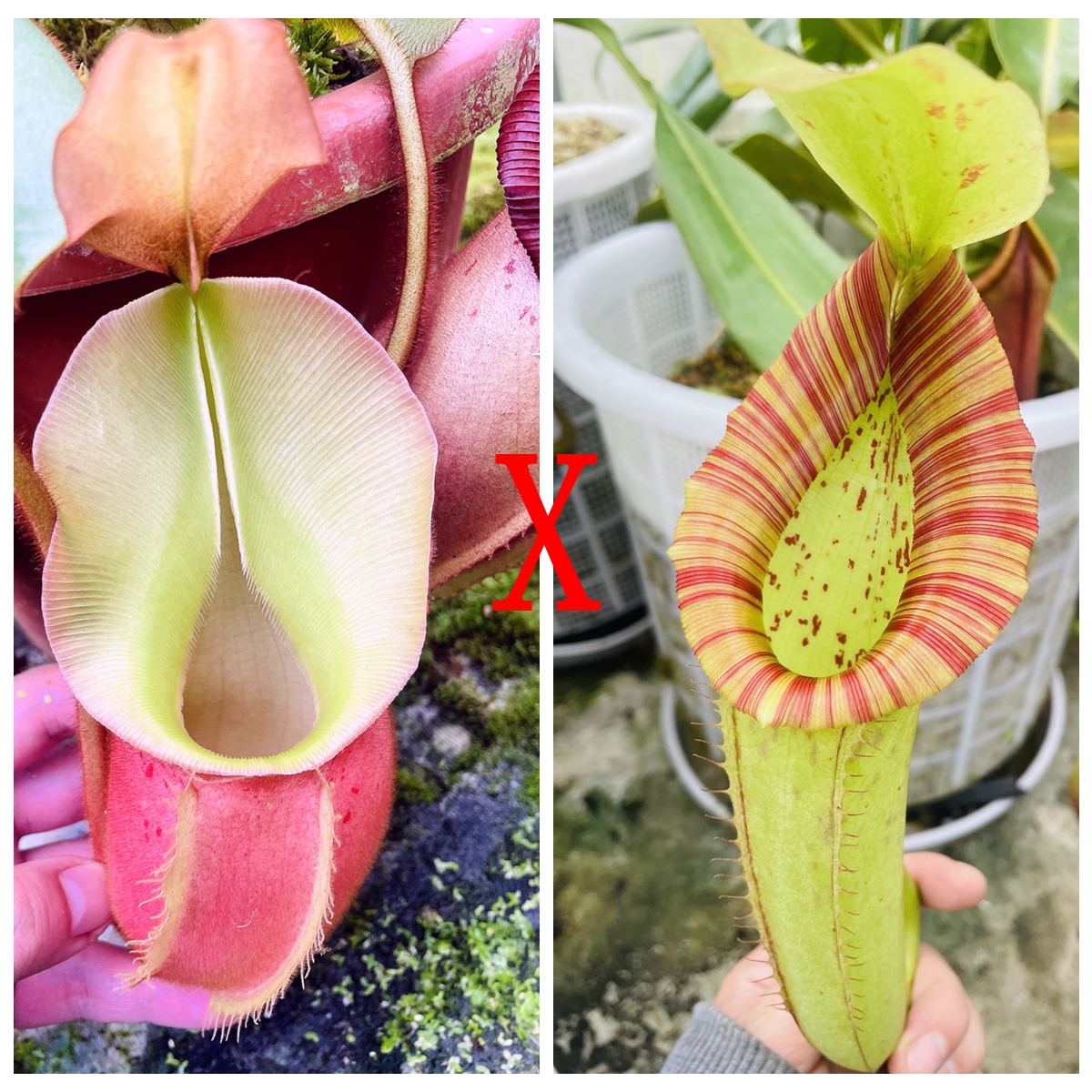 高地维奇交米兰达猪笼草种子苗veitchii x Miranda食虫植物低地