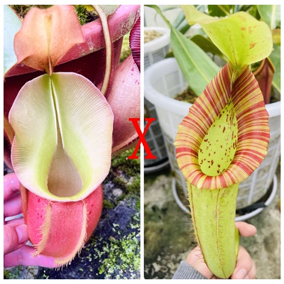 高地维奇交米兰达猪笼草种子苗veitchii x Miranda食虫植物低地