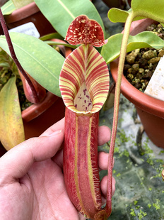 1.30周五食虫草拖拖店直播二捕蝇草猪笼草瓶土瓶草狸藻食虫植物