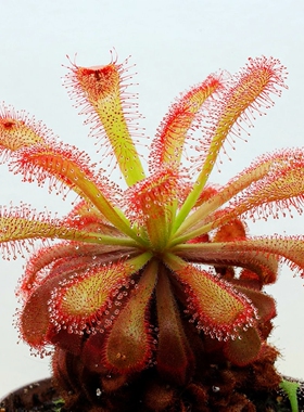 维纳斯茅膏菜Drosera venusta食虫植物捕蚊草捕虫草捕蝇草