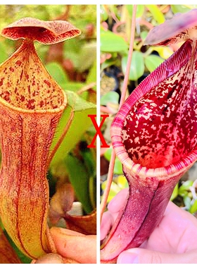 高棉风铃x劳氏风铃猪Thorelii x Campa x Lowii x Campanulata