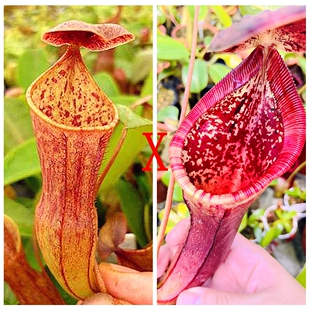 高棉风铃x劳氏风铃猪Thorelii x Campa x Lowii x Campanulata