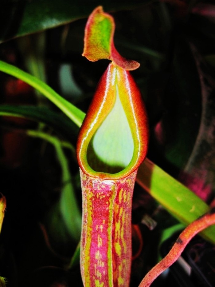 绅士猪笼草食虫植物盆栽花卉食人花大型超大室内驱蚊巨捕苍蝇蚊,鲜花速递/花卉仿真/绿植园艺,食虫植物,淘宝优惠券,粉丝福利购,淘宝优惠卷