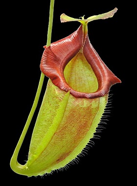 匙叶交杏黄spathulata x flava猪笼草食虫植物漂亮可爱笼子稀有