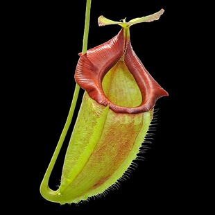 匙叶交杏黄spathulata x flava猪笼草食虫植物漂亮可爱笼子稀有