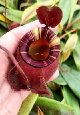 食虫草猪笼草捕蝇草茅膏菜狸藻