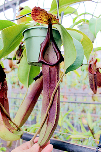 龙猪交邦苏交宝特 猪笼草食虫植物暗黑系交种笼子稀有EP 巨大