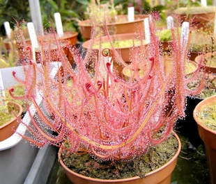 食虫植物叉叶茅膏菜大型巨型叶长可达50厘米新手推荐 耐冷耐热好养