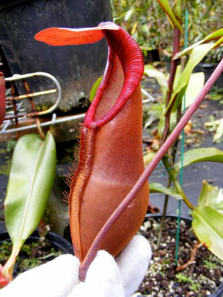 密花猪笼草食虫植物低地高地品种非常可爱漂亮的笼子原种