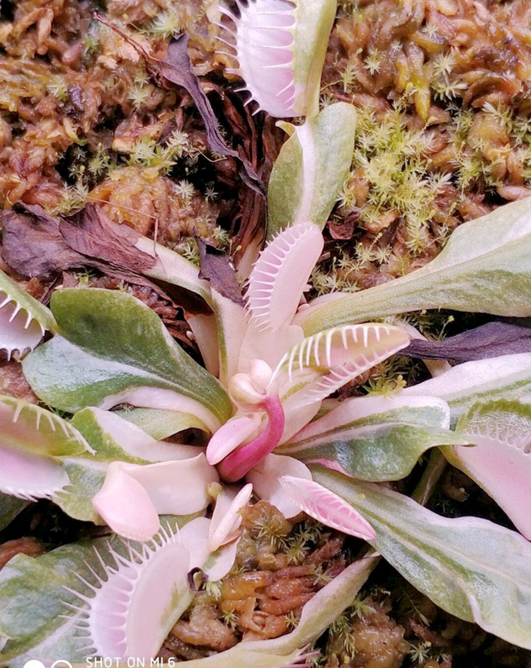 西伯利亚白化捕蝇草食虫植物特色高端食人花捕虫草捕虫花食蝇草稀
