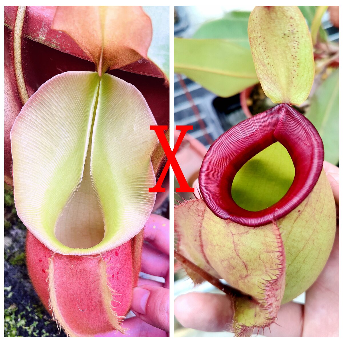 高地维奇交海盗苹果（烈焰红唇）猪笼草种子苗食虫植物低地杂交