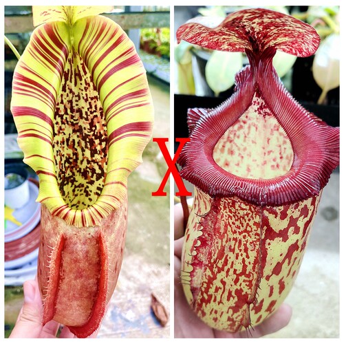 诺斯x哥特猪笼草种子苗northiana x Gothica TP5124