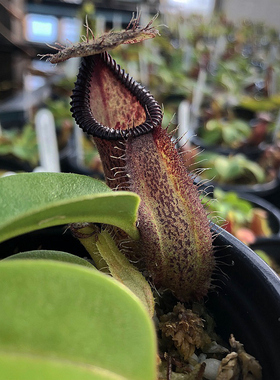 黑宝特交钩唇猪笼草食虫植物暗黑利齿的笼子robcantleyi x hamata