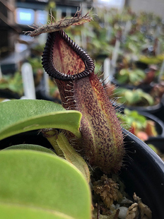 黑宝特交钩唇猪笼草食虫植物暗黑利齿的笼子robcantleyi x hamata